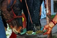 Photo of गाय को भूलकर भी न खिलाएं ये चीजें, वरना हो जाएंगे पाप के भागीदार