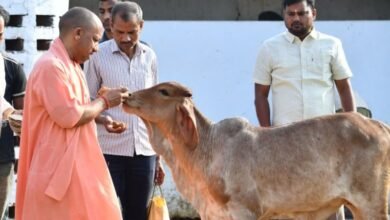 Photo of गोरखनाथ मंदिर की गोशाला में सीएम योगी ने की गोसेवा