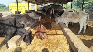 Photo of गोशालाओं को अब संरक्षण के साथ बनाया जाएगा आत्मनिर्भरता का मॉडल