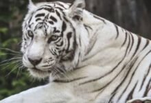 Photo of उत्तराखंड: 556 किमी दूर से देहरादून पहुंचा नीली आंखों वाला सफेद बाघ
